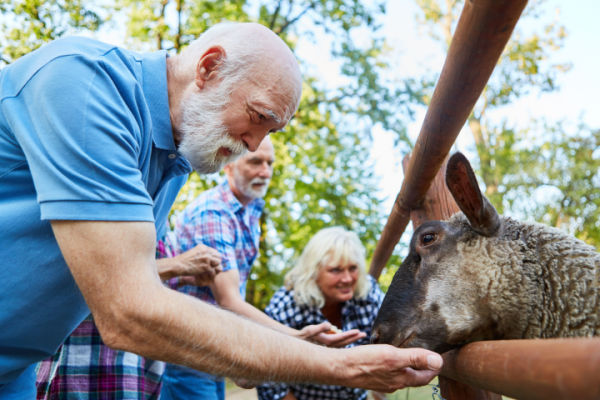 Three seniors smile as they hold out food to a sheep on a farm. 